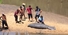 Peixe-boi morre após encalhar entre Parnaíba e Luís Correia