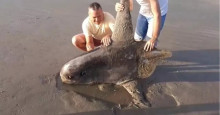 Peixe raro achado em praia do Piauí é tóxico e não pode ser consumido