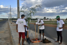 Piripiri vai ganhar uma nova avenida arborizada com palmeiras imperiais e iluminação solar