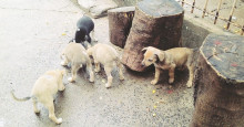Teresina: Projeto que prevê desconto no IPTU para quem adotar animal é criticado