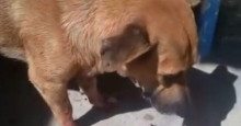 Cão é esfaqueado na garganta e campanha é criada para custear tratamento em Teresina
