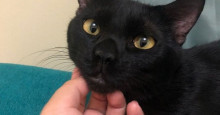 Sexta-feira 13: gatos pretos são vítimas de preconceito e maus-tratos