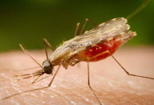 Caso importado de malária em Joaquim Pires é do estado de Roraima