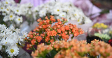 Floristas esperam impulsionamento do setor com a retomada de eventos