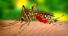 Joaquim Pires registra três casos de malária; Sesapi realiza monitoramento