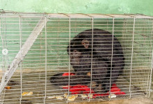 Macaco que atacava moradores em São Raimundo Nonato é recolhido pelo IBAMA