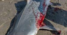 Tubarão-tigre é capturado na Praia do Coqueiro e morto por pescadores; veja fotos