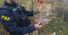 PRF resgata 12 pássaros silvestres transportados irregularmente em Picos