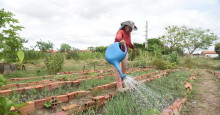 Teresina: horticultores do Dirceu reclamam da falta de segurança e estrutura das hortas