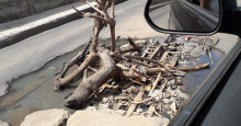 Teresina: buraco na Rua 13 de Maio é sinalizado com galhos e causa prejuízos a motoristas