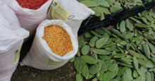 Agricultura familiar: Piauí investe 4,5 milhões em distribuição de mudas e sementes
