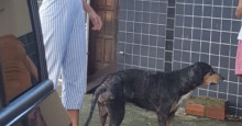 Cachorro que teria sido abandonado é resgatado e irá passar por exame de corpo delito