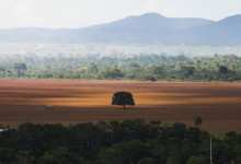 Matopiba registra 61% do desmatamento no Cerrado, aponta pesquisa