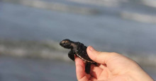 Período de desova de tartarugas teve início no litoral piauiense; confira os cuidados