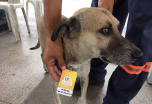 Teresina: cachorro vira funcionário de posto de combustível e ganha crachá
