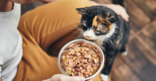 Veterinário lista alimentos mais indicados para cães e gatos; confira