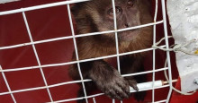 Macaco flagrado 'amolando faca' em vídeo é capturado na cidade de Corrente