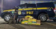Timon: Cão farejador da PRF encontra carga de cocaína avaliada em R$ 7 milhões
