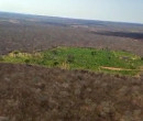 Vídeo: PM queima plantação com 90 mil pés de maconha em Campinas do Piauí