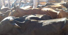 Esperantina: quadrilha furtava animais para vender carne em açougues; 11 foram presos