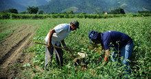 IBGE: Área agrícola do Piauí cresce 282% em 20 anos