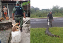 Polícia Ambiental resgata tamanduá, jacaré e jiboias em Teresina