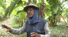Assentamento Ilhotas em Palmeirais produz 120 toneladas de bananas por ano 04 12 2021