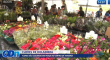 Flores de Holambra dão colorido ao centro de Teresina 14 01 2022
