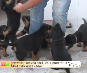 TV O Dia - Rottweiler: Um cão dócil, leal e protetor; Saiba mais sobre a raça 26 09 2022