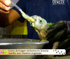 Centro de triagem do IBAMA em Teresina reabilita aves silvestres resgatadas 03 10 2022