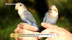Calopsita e Agapornis: Dicas para quem pretende ter aves como pet 21 11 2022