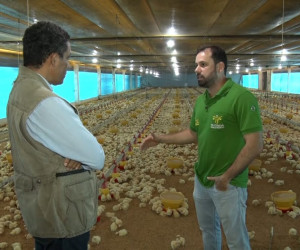 TV O Dia - Propriedade em Angical produz frango de corte e gado Nelore com sistema de qualidade 03 12 2022