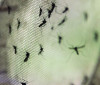 Teresina registra queda de 92% nos casos de dengue