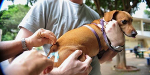 Postos de vacinação contra a raiva para cães e gatos ficam abertos até as 17h em Teresina