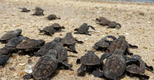 Luís Correia: 200 filhotes de tartaruga nascem nas praias da cidade; confira cuidados
