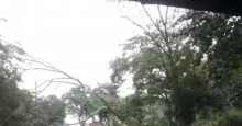 Árvore cai e interdita trânsito na Avenida Maranhão, em Teresina