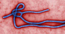 Novo surto de ebola atinge a República do Congo; OMS expressa preocupação