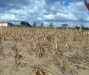 Prefeitura de Vila Nova do Piauí decreta situação de emergência por causa da seca