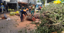 Árvore cai e atinge fiação elétrica na praça Rio Branco, no Centro de Teresina