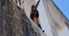 Corrente: Macaco viraliza nas redes sociais ao amolar faca e “lavar roupa”; veja