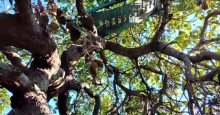 Parnaíba: bandidos montam torre de observação em árvore para monitorar chegada da polícia