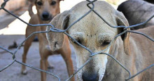 Projeto pode multar caçadores em até R$ 12 mil e proibir sacrifício animal em Teresina