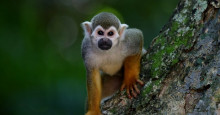 Varíola de macaco: Brasil investiga seis casos suspeitos