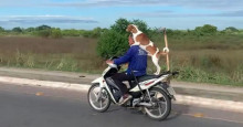 Cachorro é flagrado ‘pegando carona’ em motocicleta na Santa Maria da Codipi; veja vídeo