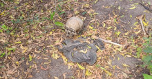 Ossada humana é encontrada em área de mata no bairro Pedra Mole