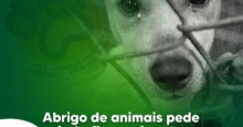 Apipa pede doações para custeios da entidade; gastos com os animais chegam a R$40 mil