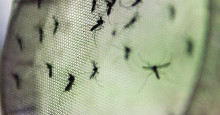 Dengue: Teresina registra queda de 92% nos casos da doença