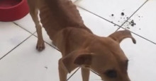 Protetores pedem doações para cães resgatados em estado de desnutrição do Zoonoses