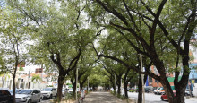 Centro de Teresina concentra o maior volume de árvores centenárias da Capital
