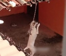 Cadela amarrada em telhado na zona sul de Teresina não sofria maus-tratos, afirma Polícia